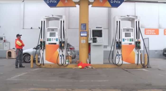 Stray Dog Becomes Employed At A Gas Station After Chasing Off Robbers