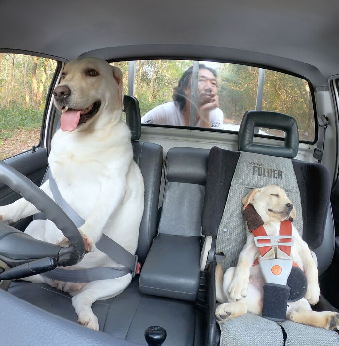 Man Shares Hilariously Cute Photos Of Driving With And Being Driven By His Adorable Dogs Man Shares Hilariously Cute Photos Of Driving With And Being Driven By His Adorable Dogs