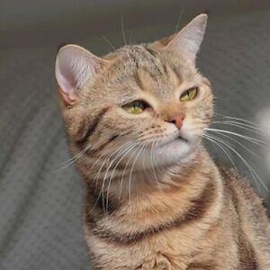 eniolapius501 avatar