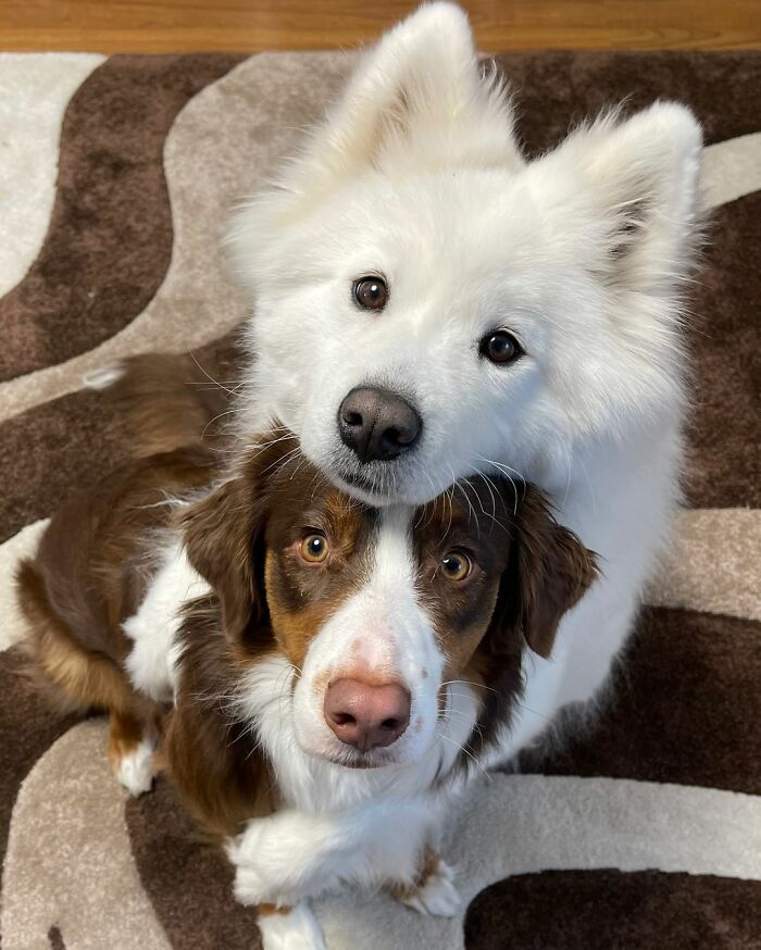 A Story Of Two Fluffy Friends Who Can&rsquo;t Stop Hugging Each Other Is Melting People&rsquo;s Hearts