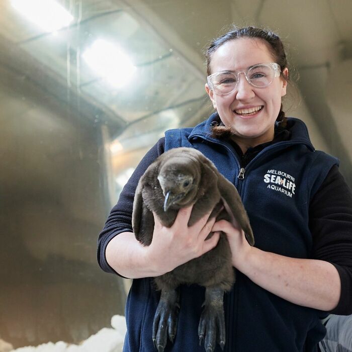 Meet 9-Month-Old Pesto, Who&rsquo;s The Besto, Weighing In At A Whopping 22 Kg