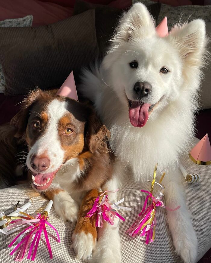 A Story Of Two Fluffy Friends Who Can&rsquo;t Stop Hugging Each Other Is Melting People&rsquo;s Hearts