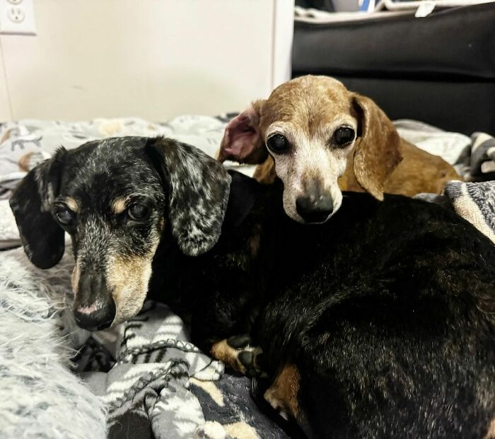Shelter Dog Loses Her Best Friend Of 17 Years, But Then Vintage Pet Rescue Found His Plushie Twin
