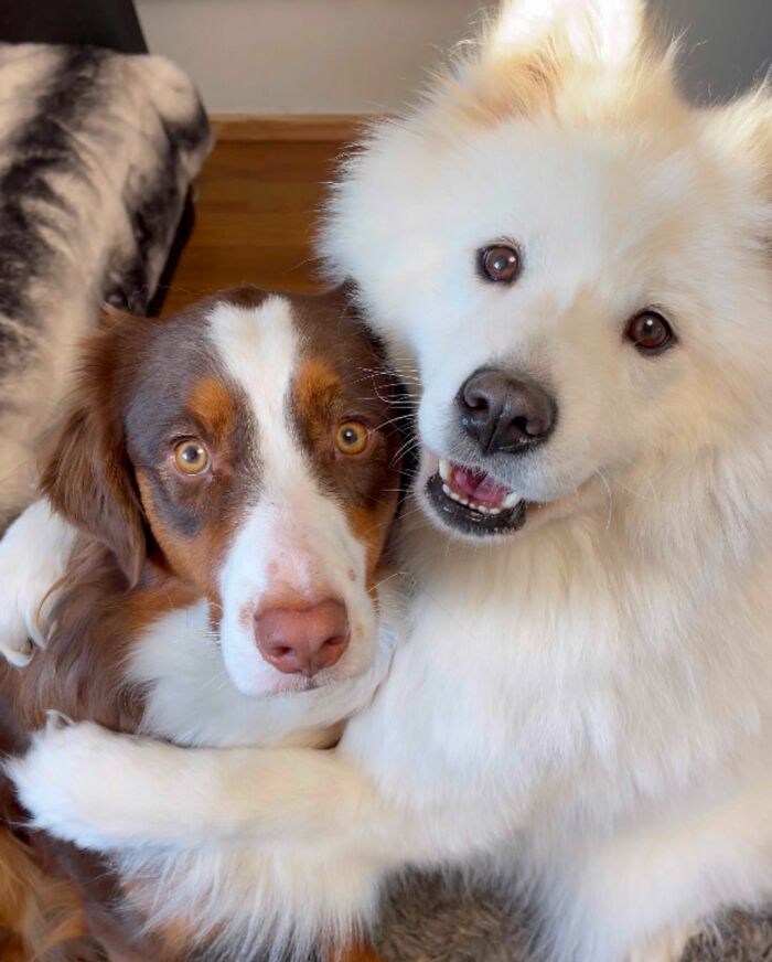 A Story Of Two Fluffy Friends Who Can&rsquo;t Stop Hugging Each Other Is Melting People&rsquo;s Hearts