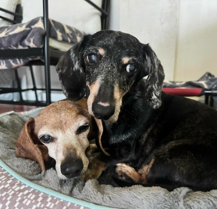 Shelter Dog Loses Her Best Friend Of 17 Years, But Then Vintage Pet Rescue Found His Plushie Twin
