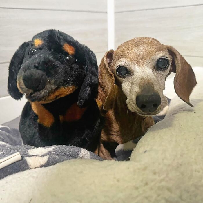 Shelter Dog Loses Her Best Friend Of 17 Years, But Then Vintage Pet Rescue Found His Plushie Twin