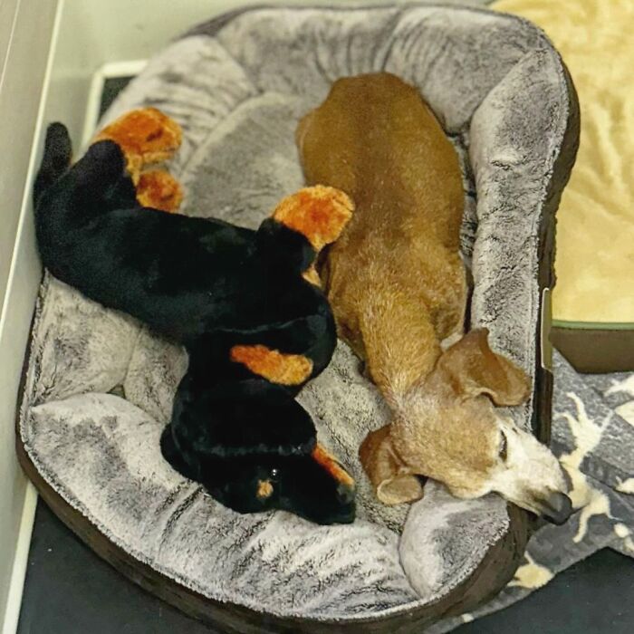 Shelter Dog Loses Her Best Friend Of 17 Years, But Then Vintage Pet Rescue Found His Plushie Twin