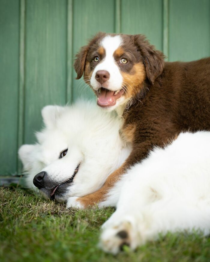 A Story Of Two Fluffy Friends Who Can&rsquo;t Stop Hugging Each Other Is Melting People&rsquo;s Hearts