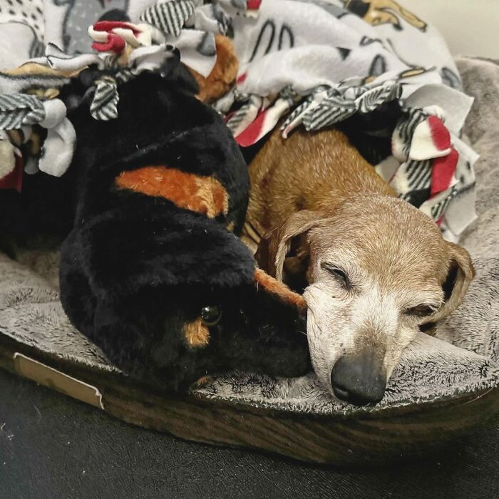 Shelter Dog Loses Her Best Friend Of 17 Years, But Then Vintage Pet Rescue Found His Plushie Twin