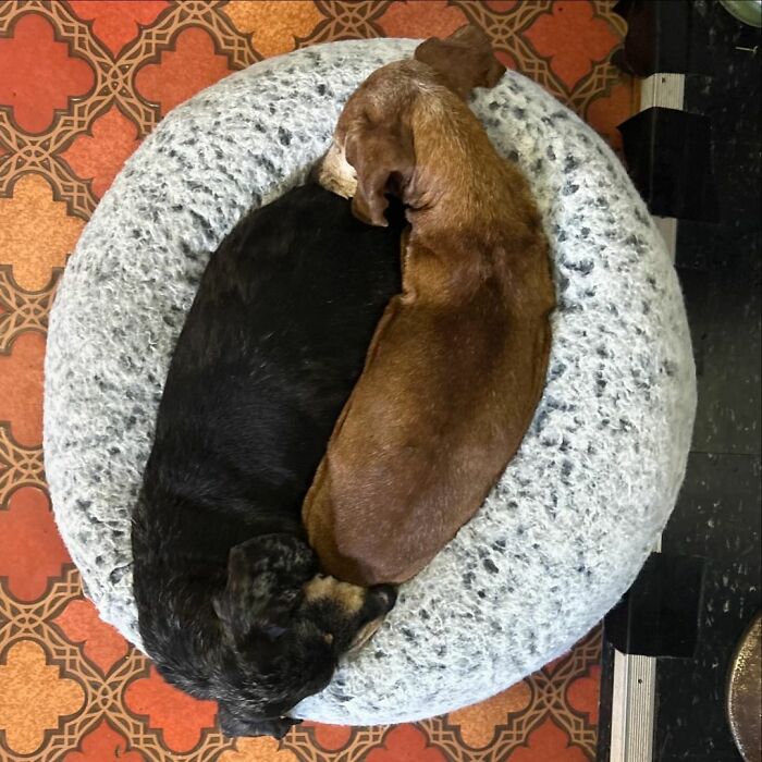 Shelter Dog Loses Her Best Friend Of 17 Years, But Then Vintage Pet Rescue Found His Plushie Twin