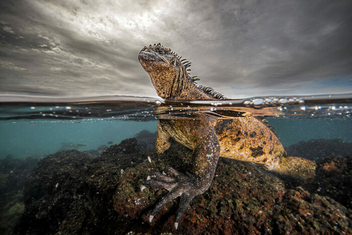 Wildlife Photographer Of The Year, 2nd Place Winner Rafael Fernandez Caballero