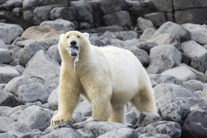 Conservation (Impact) Photographer Of The Year, Finalist Celia Kujala