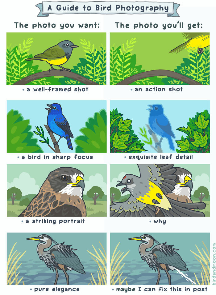 This Artist Brings Laughter To Bird And Nature Lovers With Humorous Comics