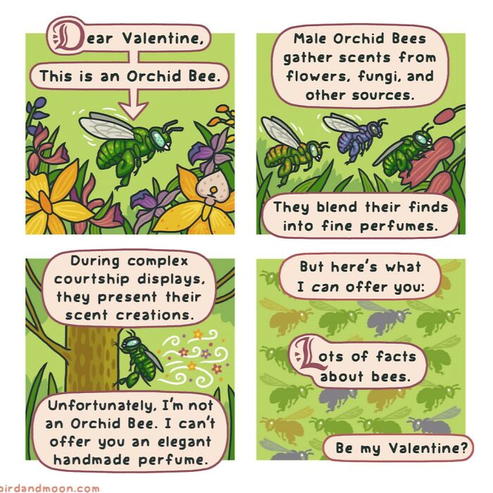 This Artist Brings Laughter To Bird And Nature Lovers With Humorous Comics