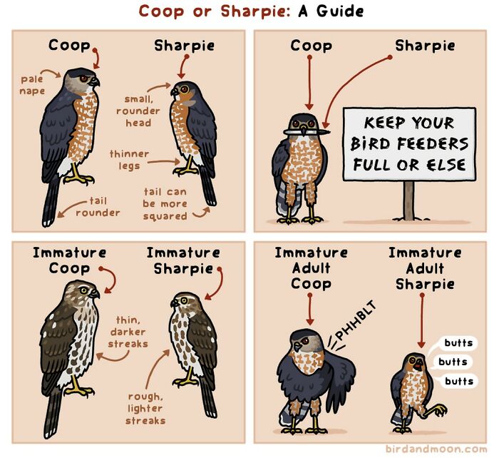 This Artist Brings Laughter To Bird And Nature Lovers With Humorous Comics