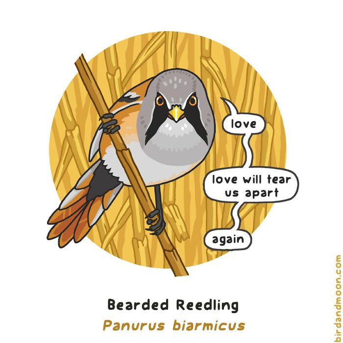 This Artist Brings Laughter To Bird And Nature Lovers With Humorous Comics