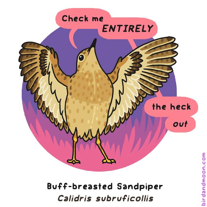 This Artist Brings Laughter To Bird And Nature Lovers With Humorous Comics