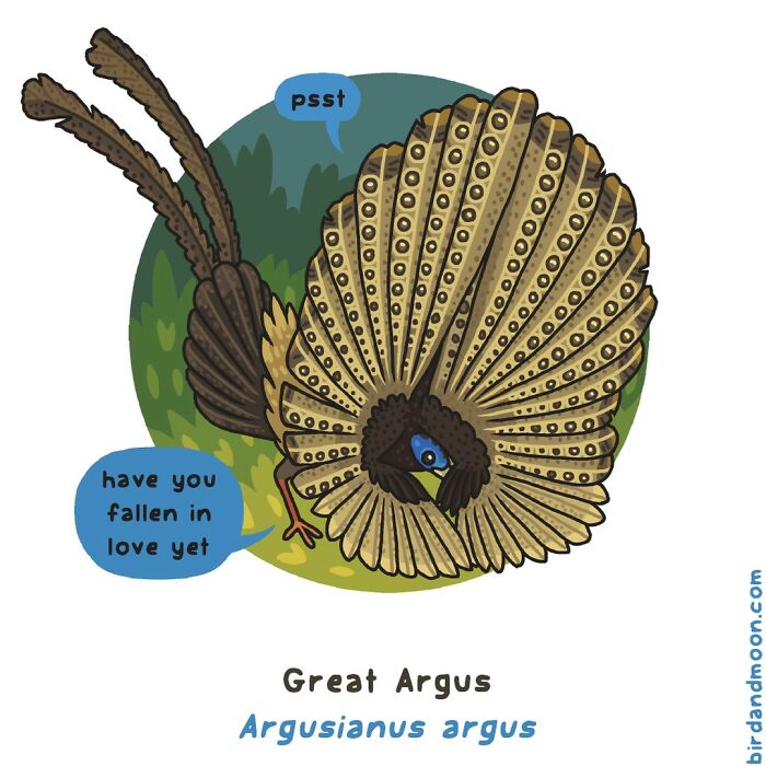 This Artist Brings Laughter To Bird And Nature Lovers With Humorous Comics