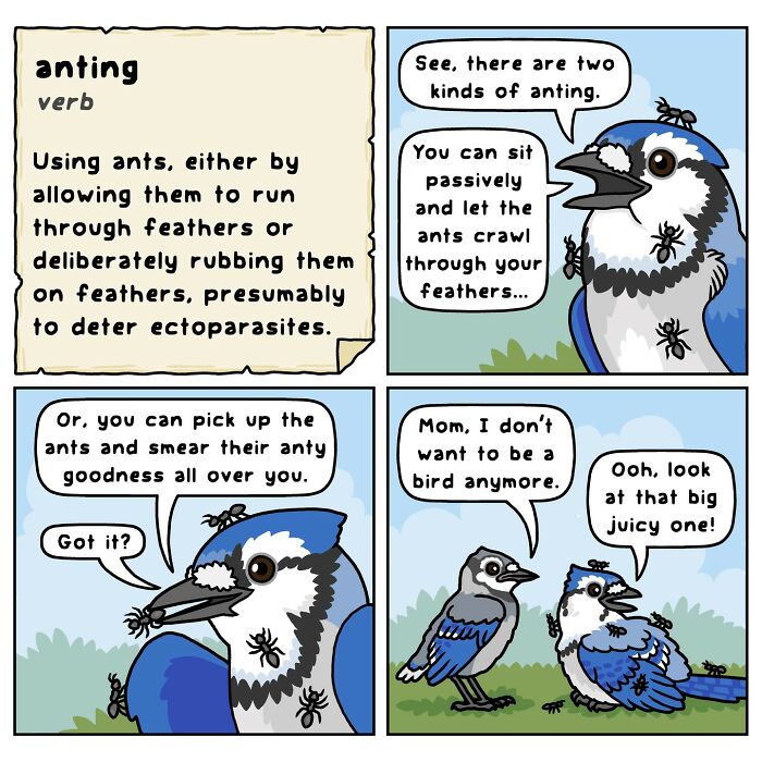 This Artist Brings Laughter To Bird And Nature Lovers With Humorous Comics