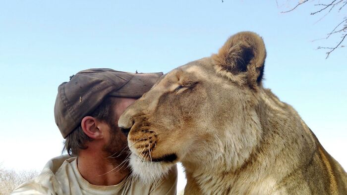 A Beautiful Friendship Between This Caregiver And Lioness That Started 13 Years Ago
