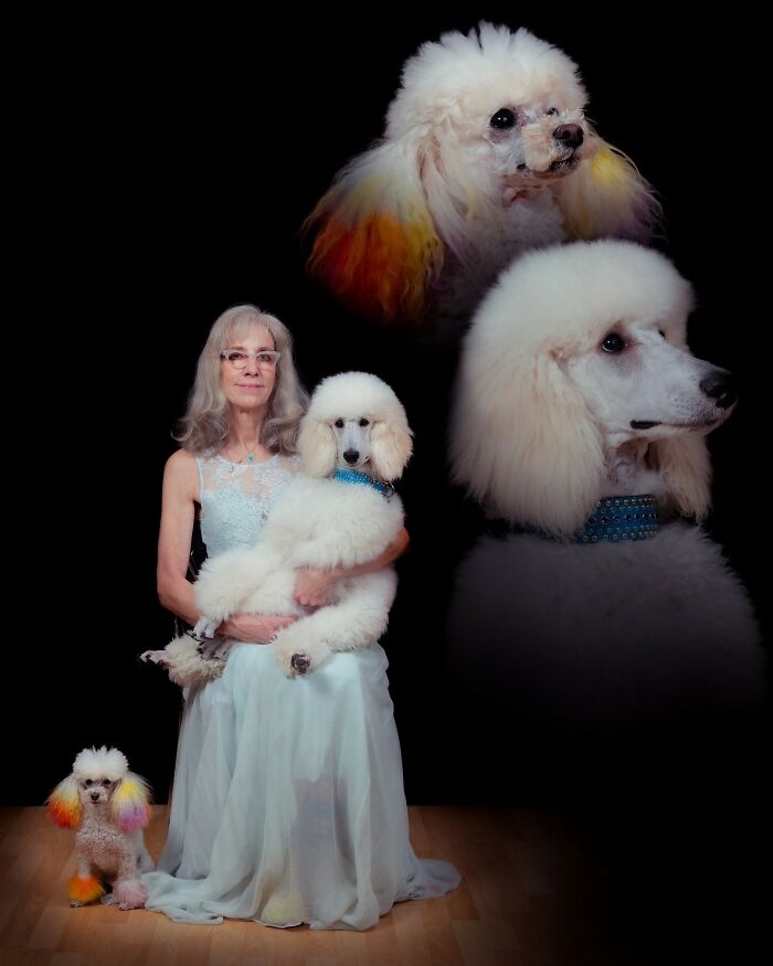 Portrait of a woman with her white poodles in a quirky pet and owner portrait by the photographer