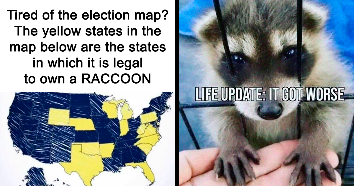 27 Dark Raccoon Memes That Somehow Make Life More Relatable