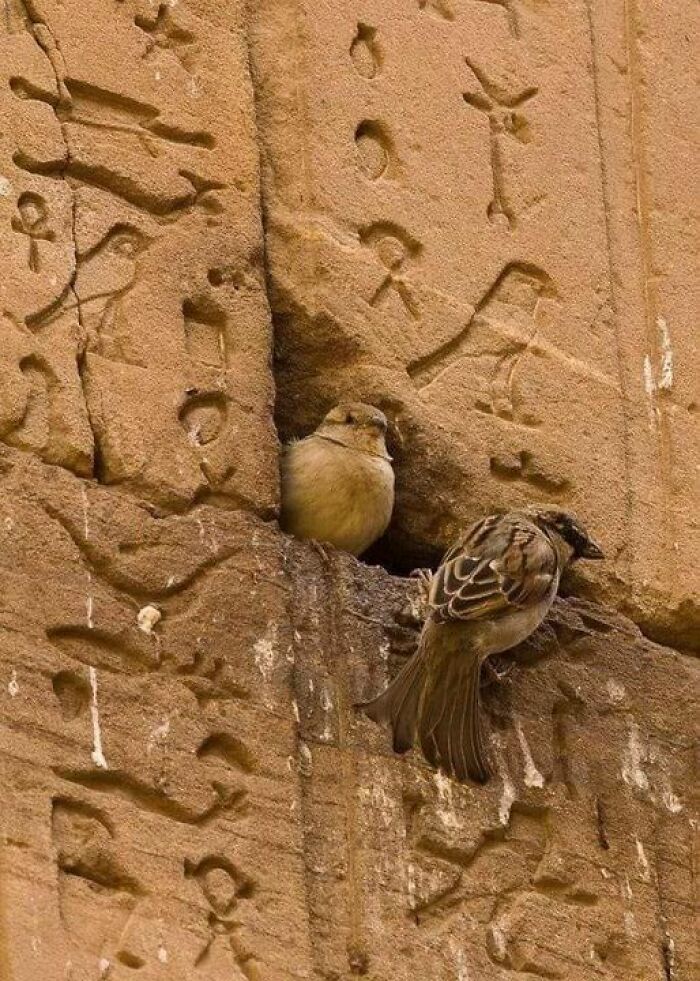 Birds nesting in ancient carved hieroglyphs, showcasing ancient marvels with intricate detail on a stone wall.