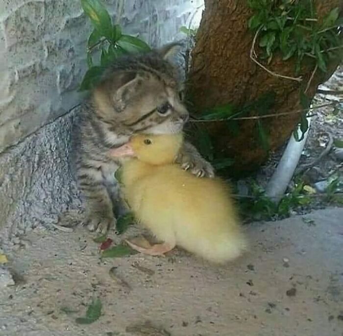 Kitten and duckling cuddling by a tree, one of the randomly funny animals people had to capture in a photo.