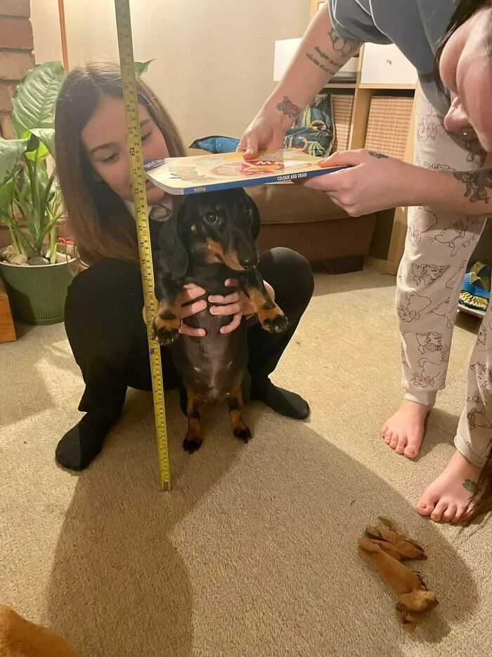 Woman holding a dachshund while another person measures its height with a tape and book in funny animal moment.