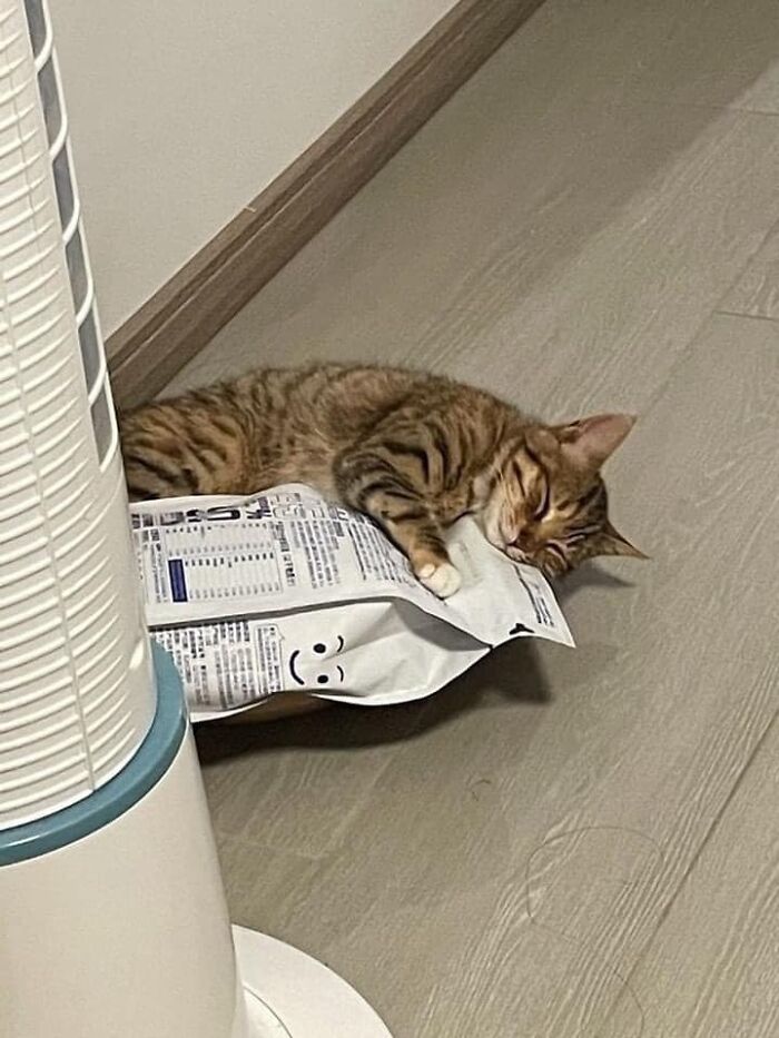Cat lying on the floor hugging a crinkled bag with a smiley face, showcasing a randomly funny animal moment.