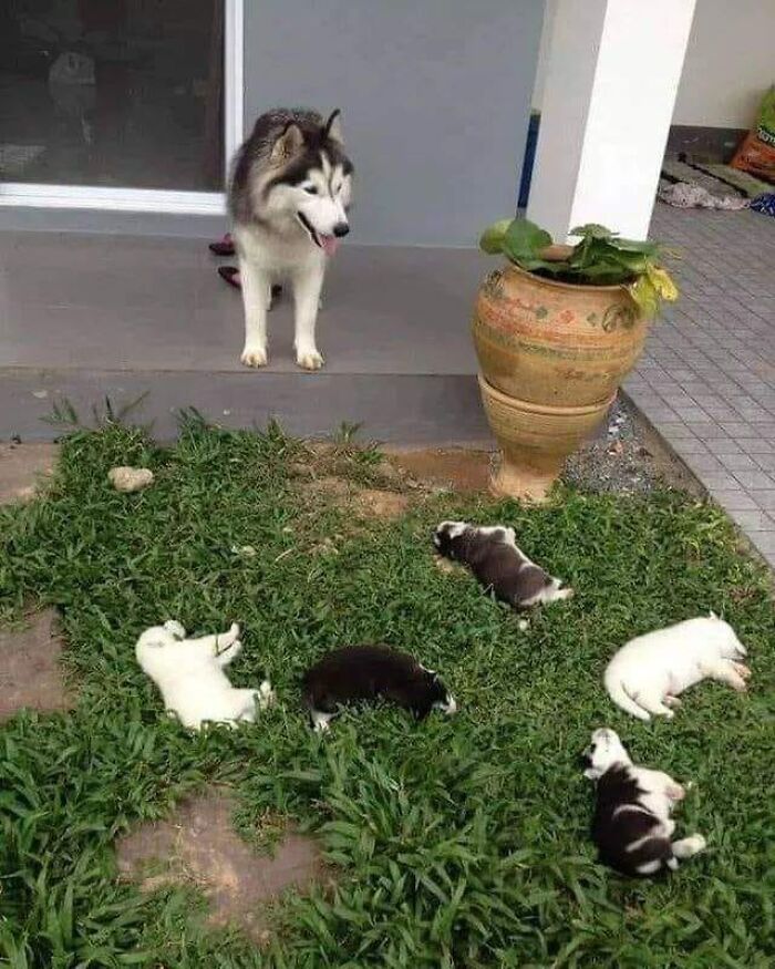 Husky dog watching her sleeping puppies scattered randomly on grass outside a house in a funny moment.