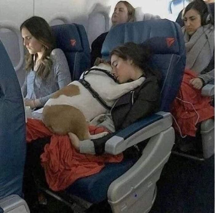 A funny moment of a dog sitting on a passenger's lap on an airplane, showing random animal humor.