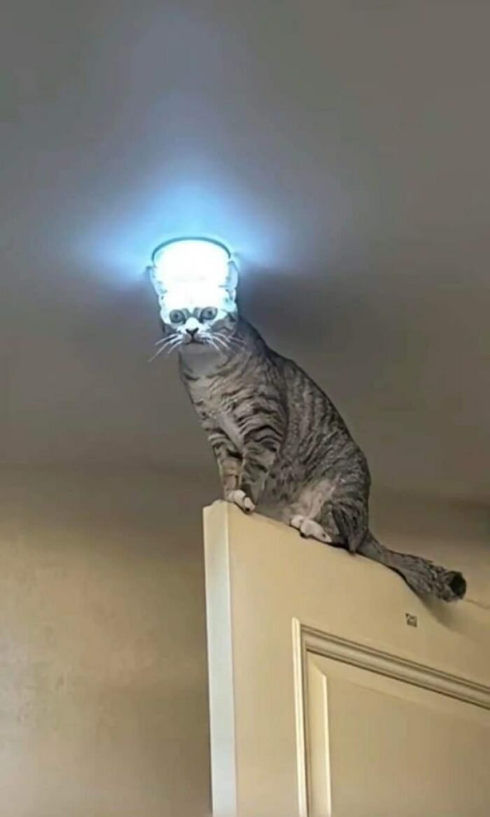 Tabby cat perched on top of a door with a ceiling light positioned perfectly above its head, creating a funny animal moment.