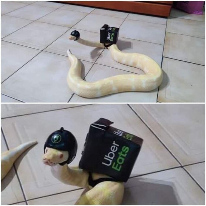 Albino snake wearing a miniature Uber Eats delivery helmet and backpack, showcasing randomly funny animal humor.