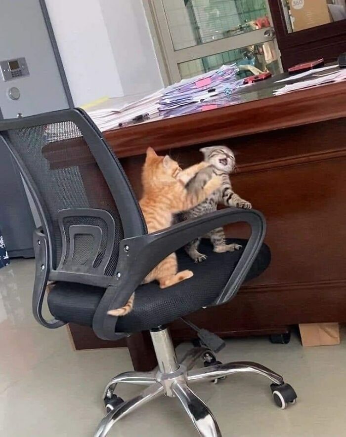 Two kittens playfully wrestling on an office chair, capturing a funny and random animal moment indoors.