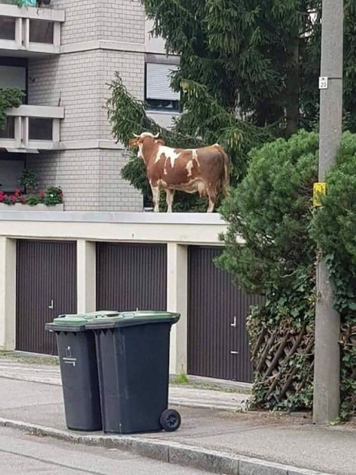 Cow standing on a rooftop in an urban area, showcasing one of the funniest and most random animal moments captured.