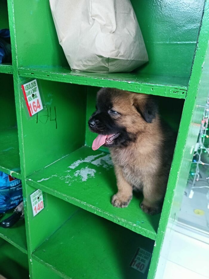 Cute puppy sitting in a green shelf looking funny with its tongue out, a perfect randomly funny animal moment.