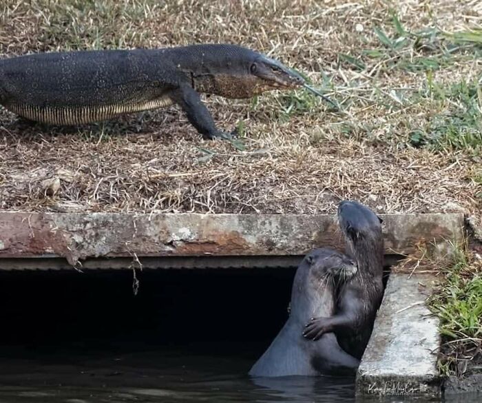Two otters hugging by the water while a monitor lizard watches, showcasing randomly funny animals captured in photos.