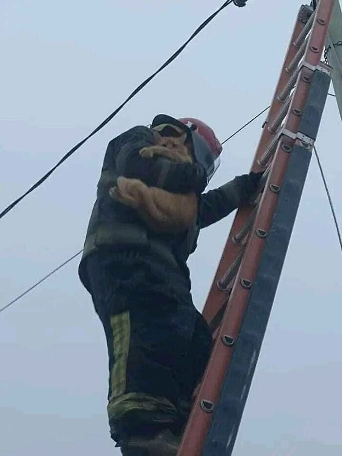 Firefighter climbing a ladder holding a cat tightly in a random funny animal moment captured on camera.