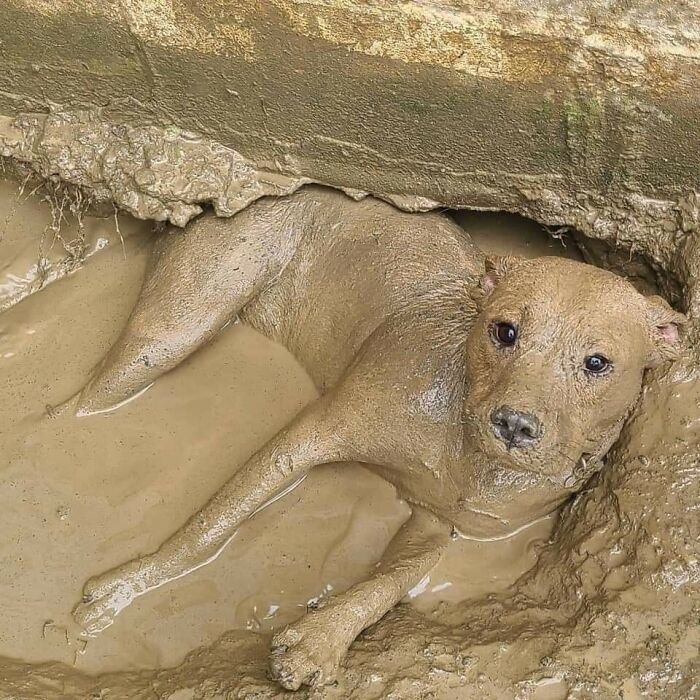 Dog covered in mud lying in a muddy hole, one of the randomly funny animals captured in a candid photo.