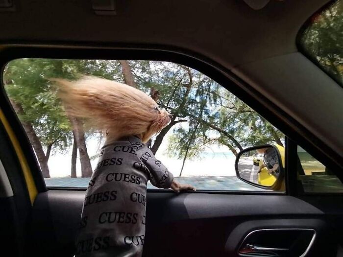 Dog sticking head out of car window with fur blown back by the wind, a funny moment captured of randomly funny animals.