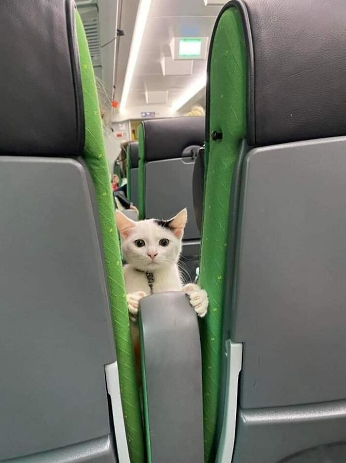 Cat peeking between green train seats, a funny and random moment captured of an animal on public transport.