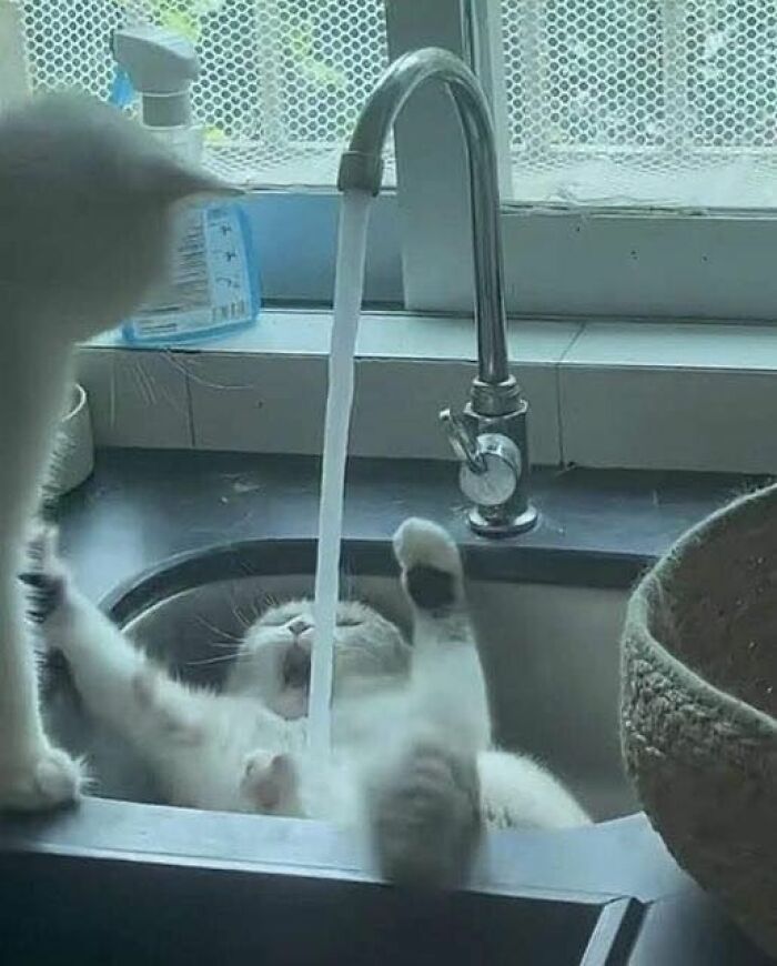 Cat lying in sink playing with running water, showcasing one of the funniest moments animals create randomly.
