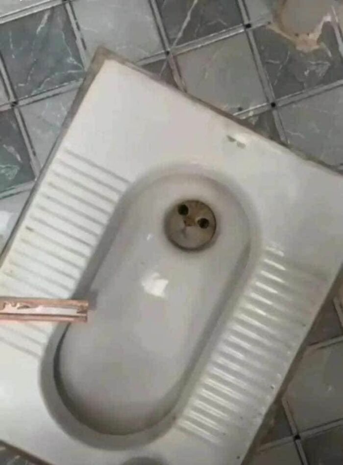 Animals-Random-Places-Pics