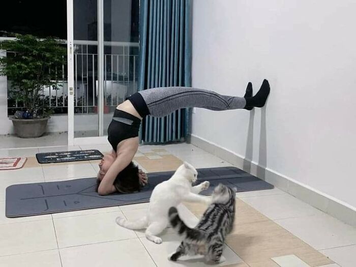 Two cats playfully fighting as a woman practices a wall-supported yoga pose indoors in a funny animal moment.