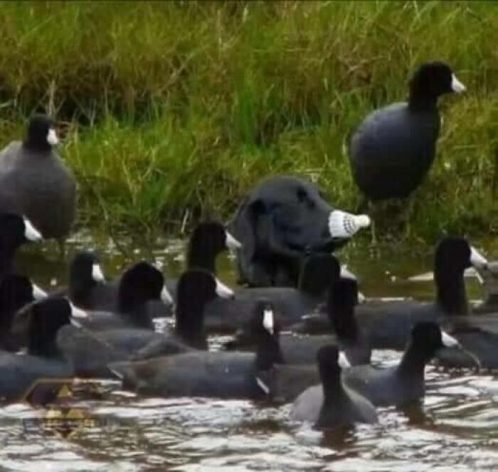 Dog wearing a funny cone among a group of ducks in water, showcasing randomly funny animals caught on camera.