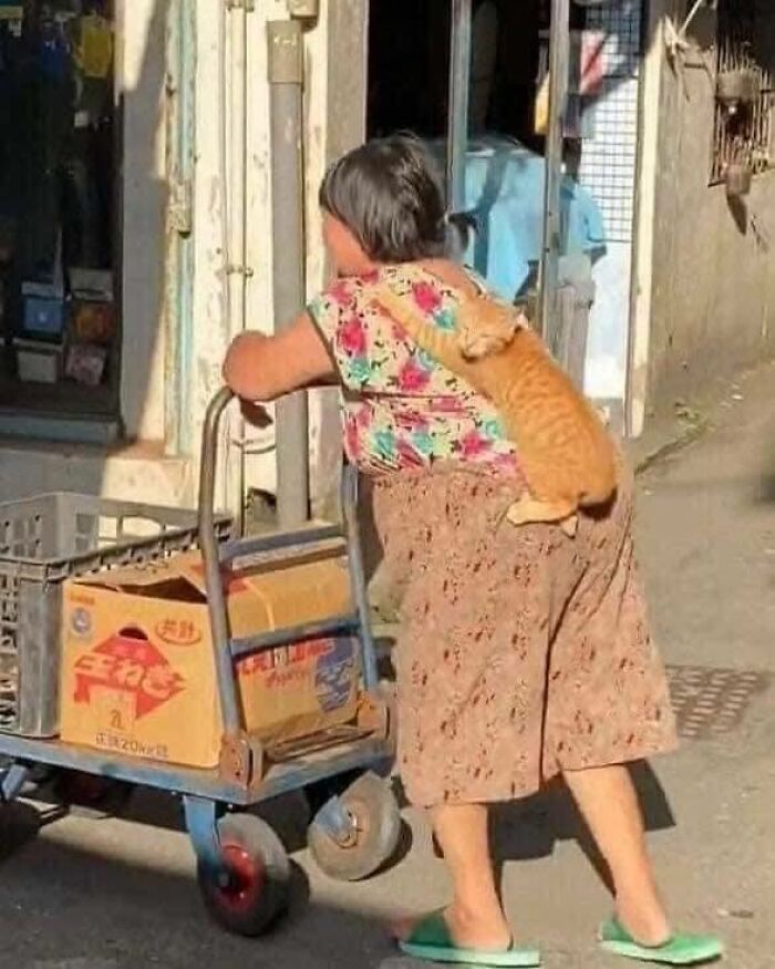 Orange cat clinging to a woman's back as she pushes a cart, a funny moment of animals captured in a random snapshot.