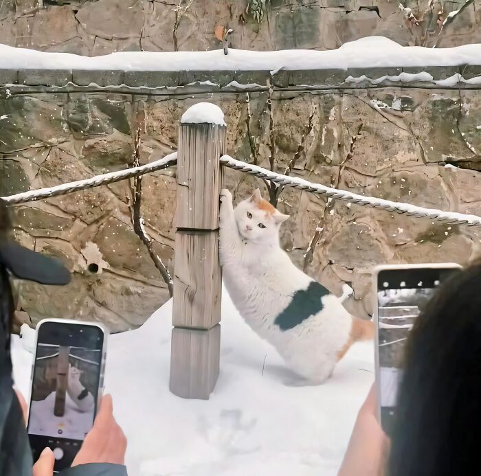 Funny animal caught on camera scratching post in snowy outdoor setting while people take pictures with smartphones