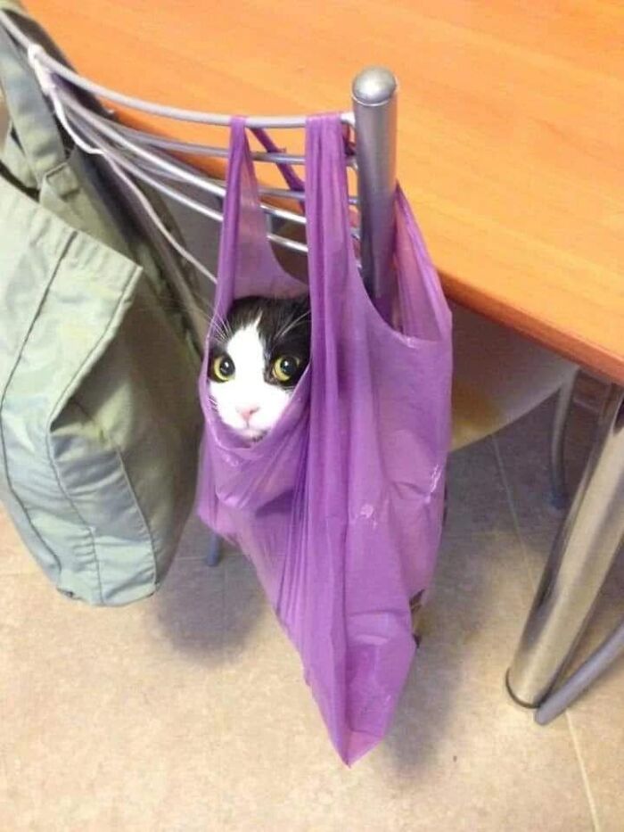 Animals-Random-Places-Pics