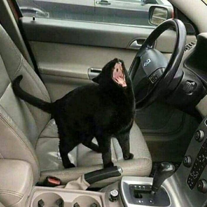 Black cat with mouth wide open sitting on a car seat near steering wheel in a randomly funny animal moment.